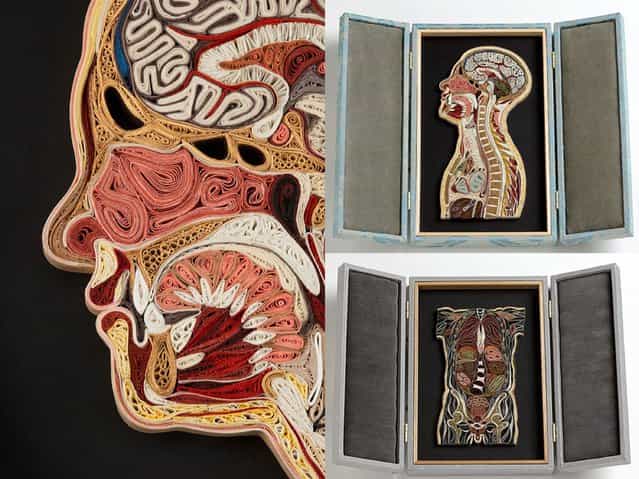 Paper Anatomy By Lisa Nilsson