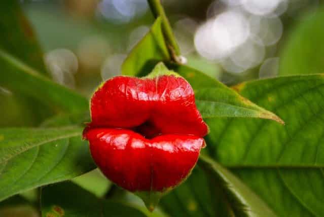 A Kiss From Mother Nature – Psychotria Elata