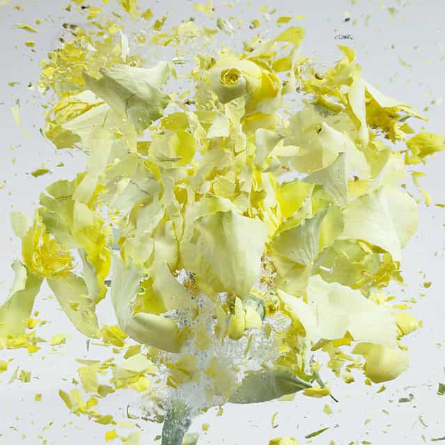 High Speed Flower Explosions by Martin Klimas