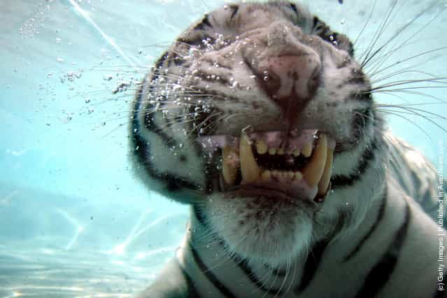 Rare White Tiger Swims For His Supper