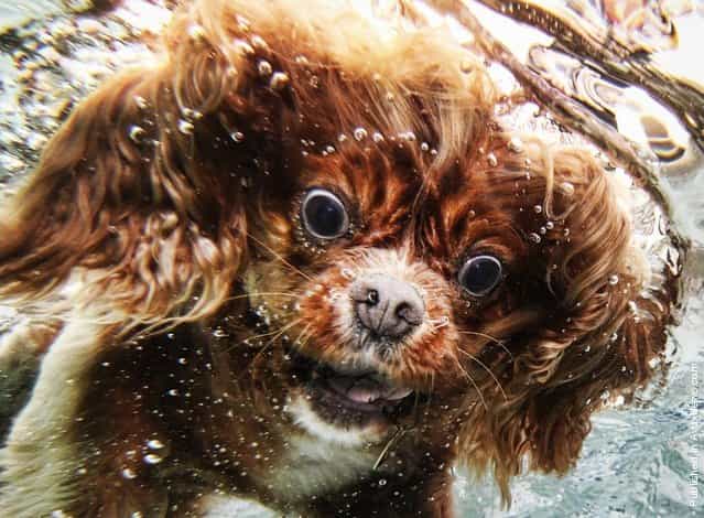 Seth Casteel – Underwater Dog Photographer