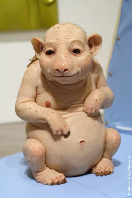 Surrogate (for the Northern Hairynosed Wombat) by Patricia Piccinini
