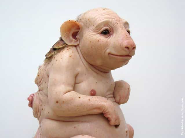 Surrogate (for the Northern Hairynosed Wombat) by Patricia Piccinini