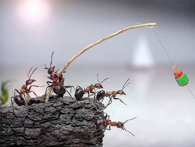 Natural Ant Photography by Andrey Pavlov