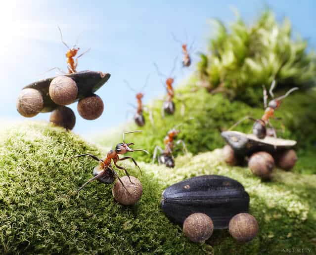 Natural Ant Photography by Andrey Pavlov