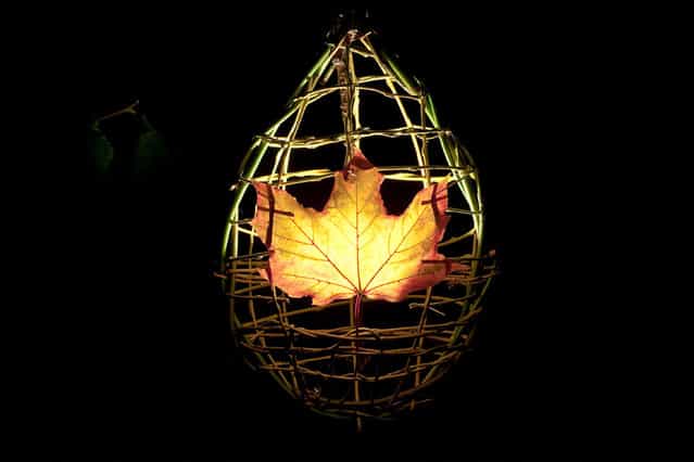 Maple Leaf Lantern