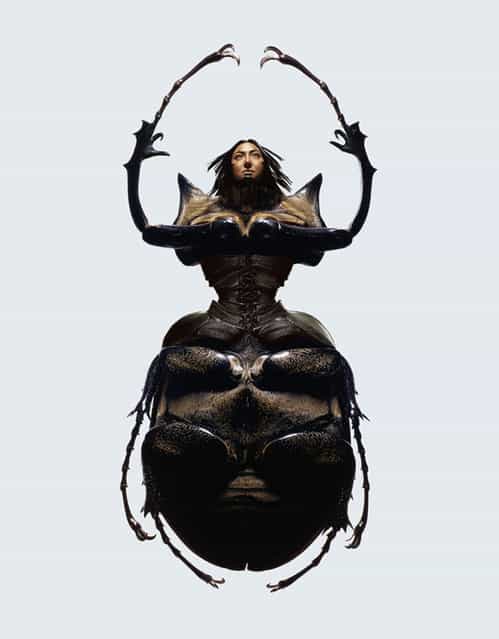 Insectes photography by Laurent Seroussi