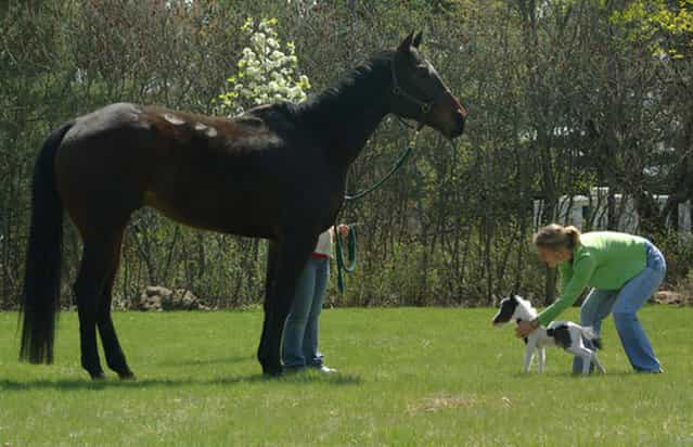The World’s Smallest Horse by named Einstein