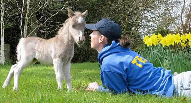 The World’s Smallest Horse by named Einstein