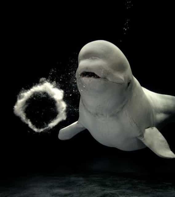 Beluga Whales Blowing Bubbles in Japan 
