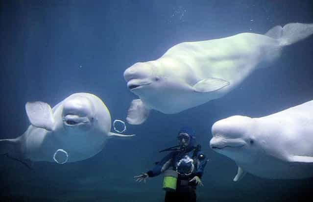 Beluga Whales Blowing Bubbles in Japan 
