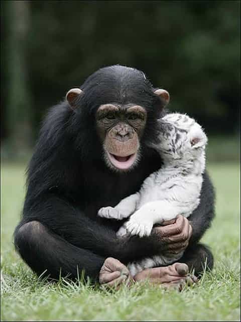 Chimp Mothers Tiger Cubs