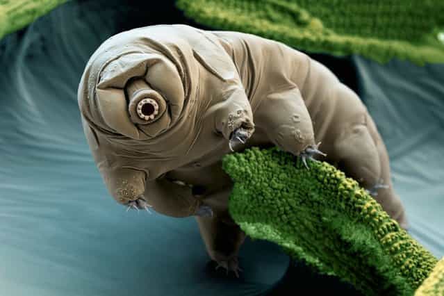 Tardigrades (commonly known as waterbears or moss piglets). (Photo by SPL/East News)
