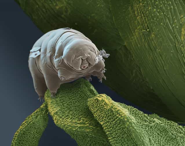Tardigr Pm kenianus 300x. This tardigrade, first discovered in Africa, feeds on bacteria and protozoan. (Photo by FEI Company)