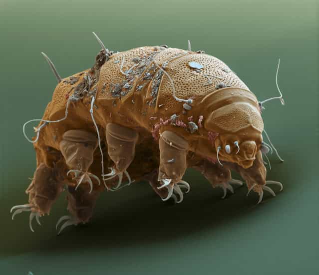 Tardigr E granul 700x. This [Water bear] (Tardigrade) is an animal which is built only on a few hundred cells. It lives in moss and [awakes] when the moss gets wet. It feeds on moss by sucking the cells off. If the moss fells dry, Water Bears encapsule themselfes, if necessary for years to wait for the next rain. (Photo by FEI Company)