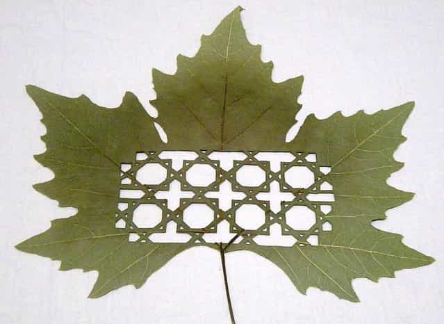 Leaf Art by Lorenzo Duran
