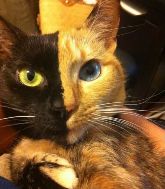 Venus the Chimera Cat