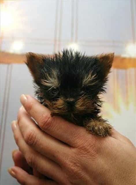 Terrier Meysi is the World’s Smallest Dog