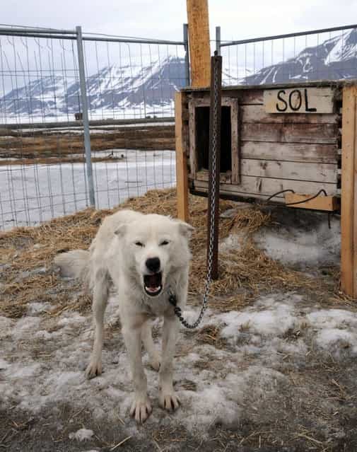 Arctic Dog Houses