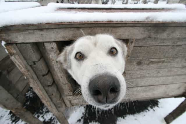 Arctic Dog Houses