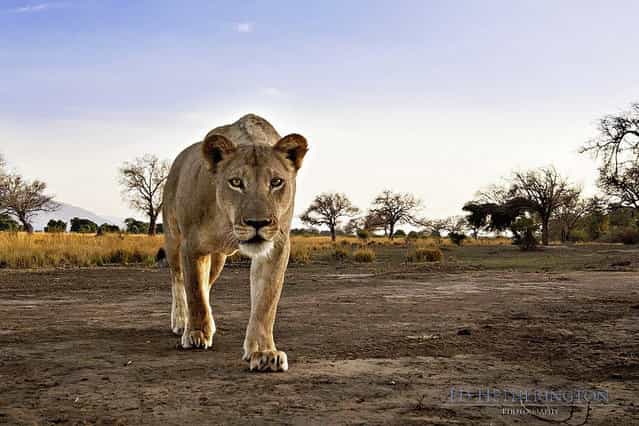 Lion Steals Photographer's Camera 