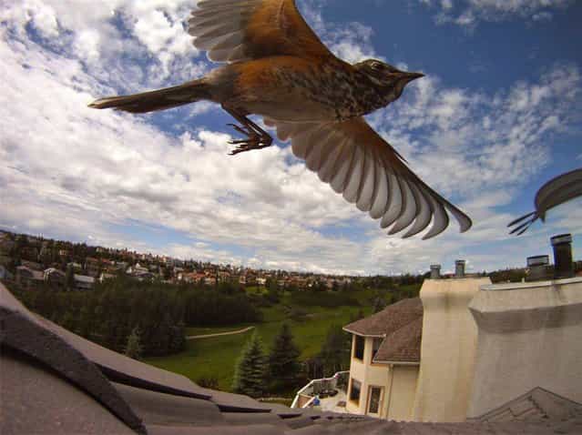 [Bird watching with GoPro's Timelapse Mode! by Auzzy Hunter. Auzzy Hunter caught this amazing image quite by accident while doing a timelapse of the sky from the roof of his building. What luck!]. (Photo by Auzzy Hunter)
