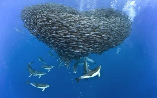 Sharks And Dolphins Preying On Mackerel