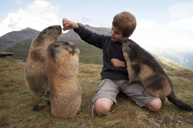 Austrian Boy And Marmots