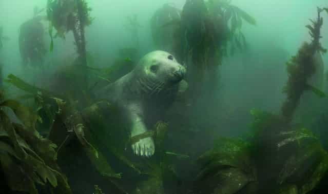 Seal By Adam Hanlon