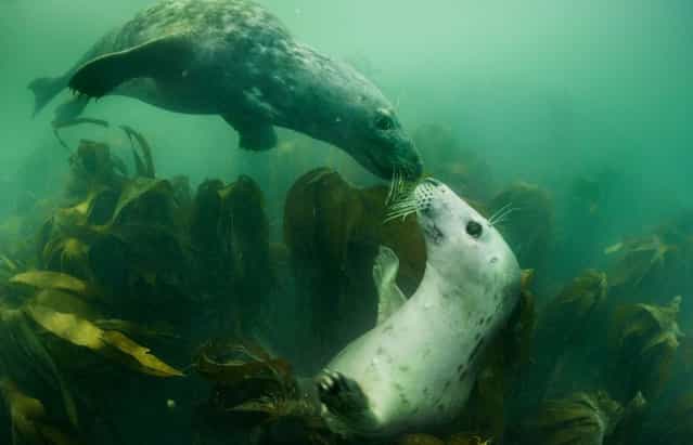 Seal By Adam Hanlon