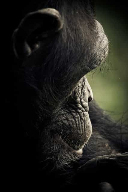  Chimpanzee Sanctuary By Gabi Guiard