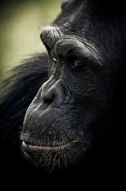  Chimpanzee Sanctuary By Gabi Guiard