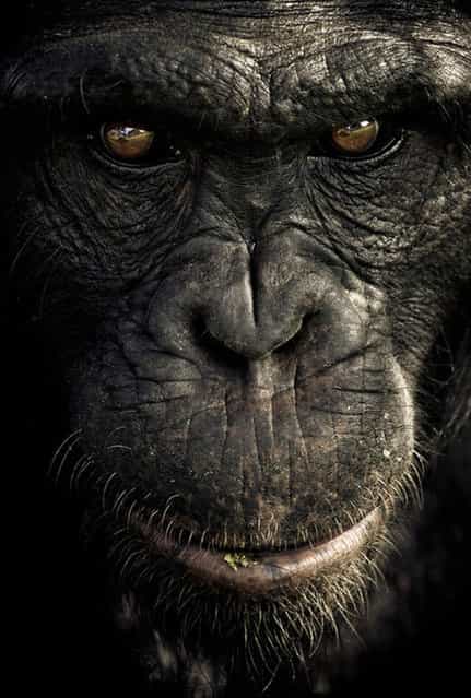  Chimpanzee Sanctuary By Gabi Guiard