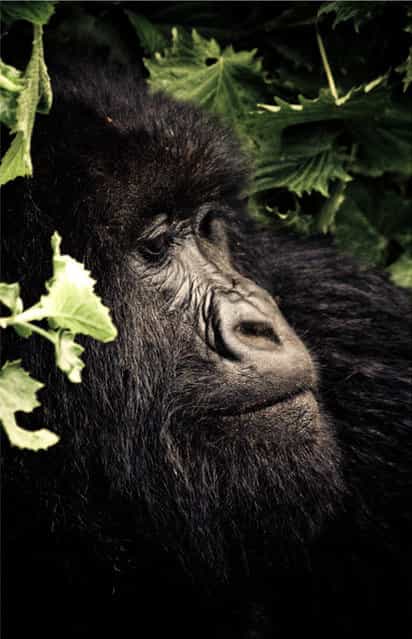  Chimpanzee Sanctuary By Gabi Guiard