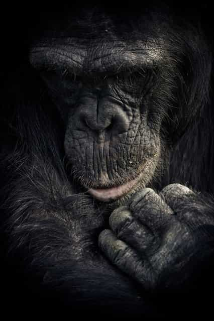  Chimpanzee Sanctuary By Gabi Guiard