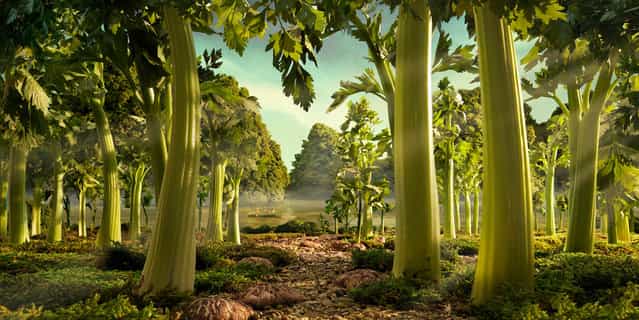[Celery Forest]. (Photo by Carl Warner)