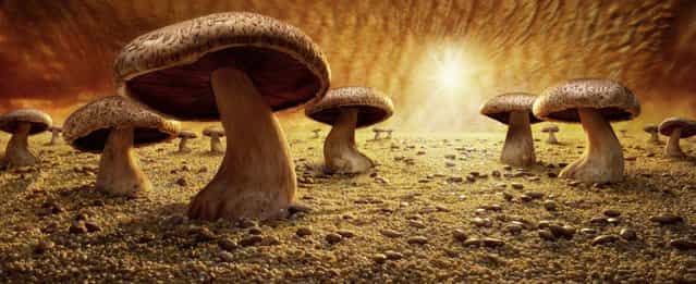 [Mushroom Savanna]. (Photo by Carl Warner)