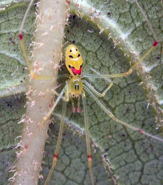 Happy Face Spider