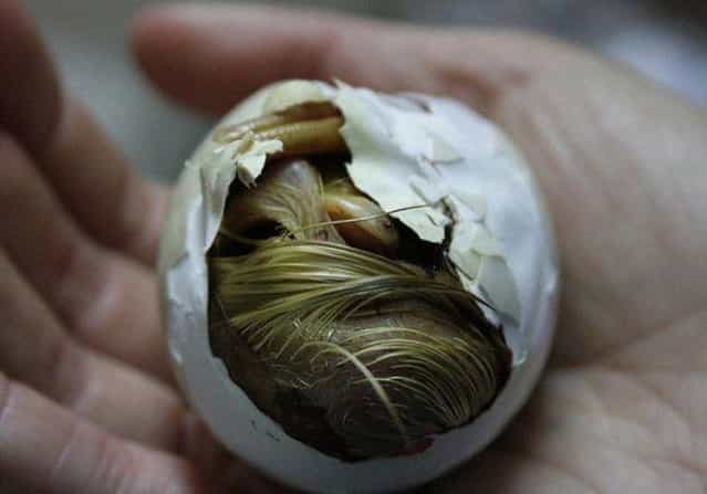 Duck Hatching From An Egg