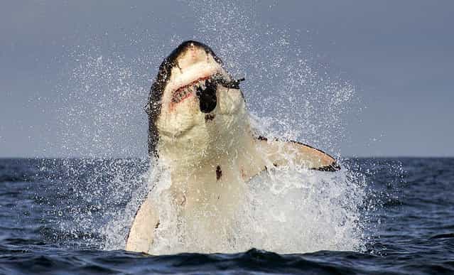 Perfect Predators: White Sharks