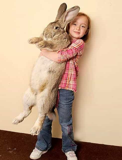 Ralph Is Worlds Biggest Bunny 