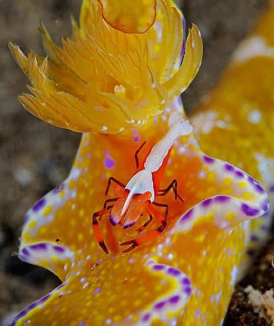 Under Water Photographers By Andrew Shpatak