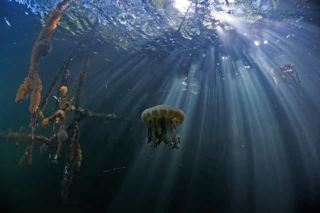 Under Water Photographers By Andrew Shpatak