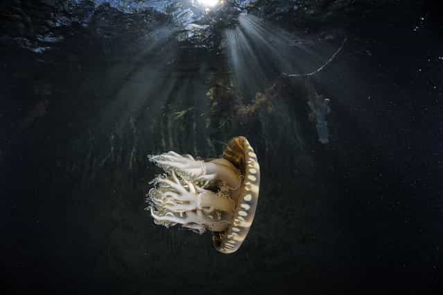 Under Water Photographers By Andrew Shpatak