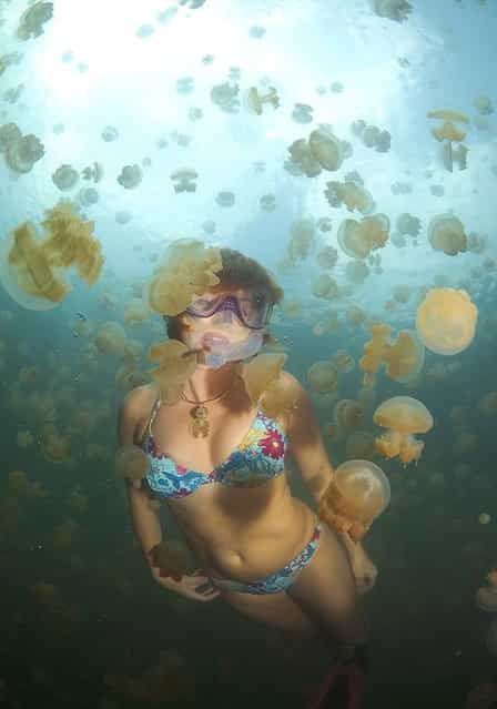 Under Water Photographers By Andrew Shpatak