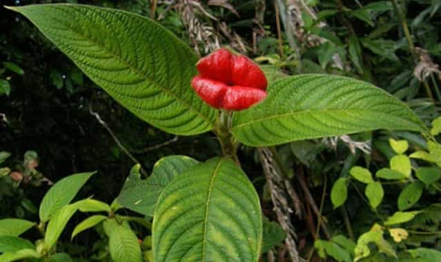 A Kiss From Mother Nature - Psychotria Elata