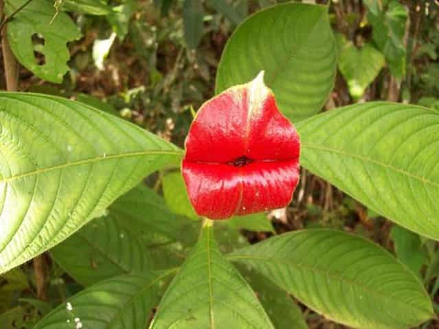 A Kiss From Mother Nature - Psychotria Elata