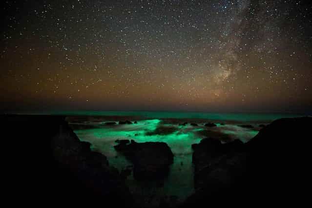 Glowing Bioluminescent Plankton