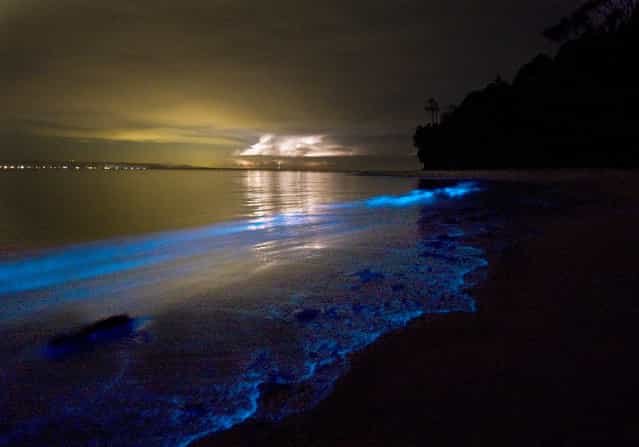 Glowing Bioluminescent Plankton