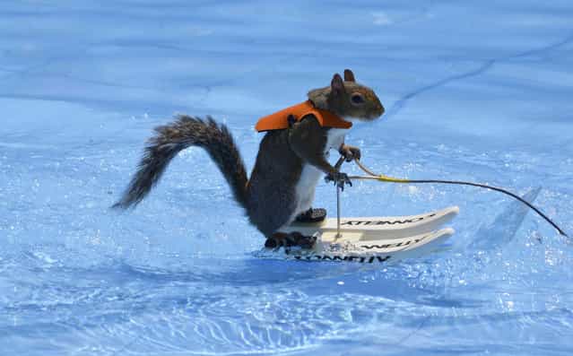 Twiggy The Water Skiing Squirrel